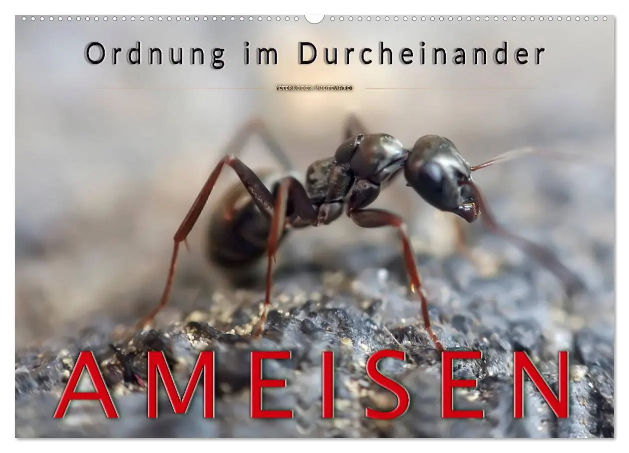 Cover: 9783457848746 | Ameisen - Ordnung im Durcheinander (Wandkalender 2026 DIN A2 quer),...
