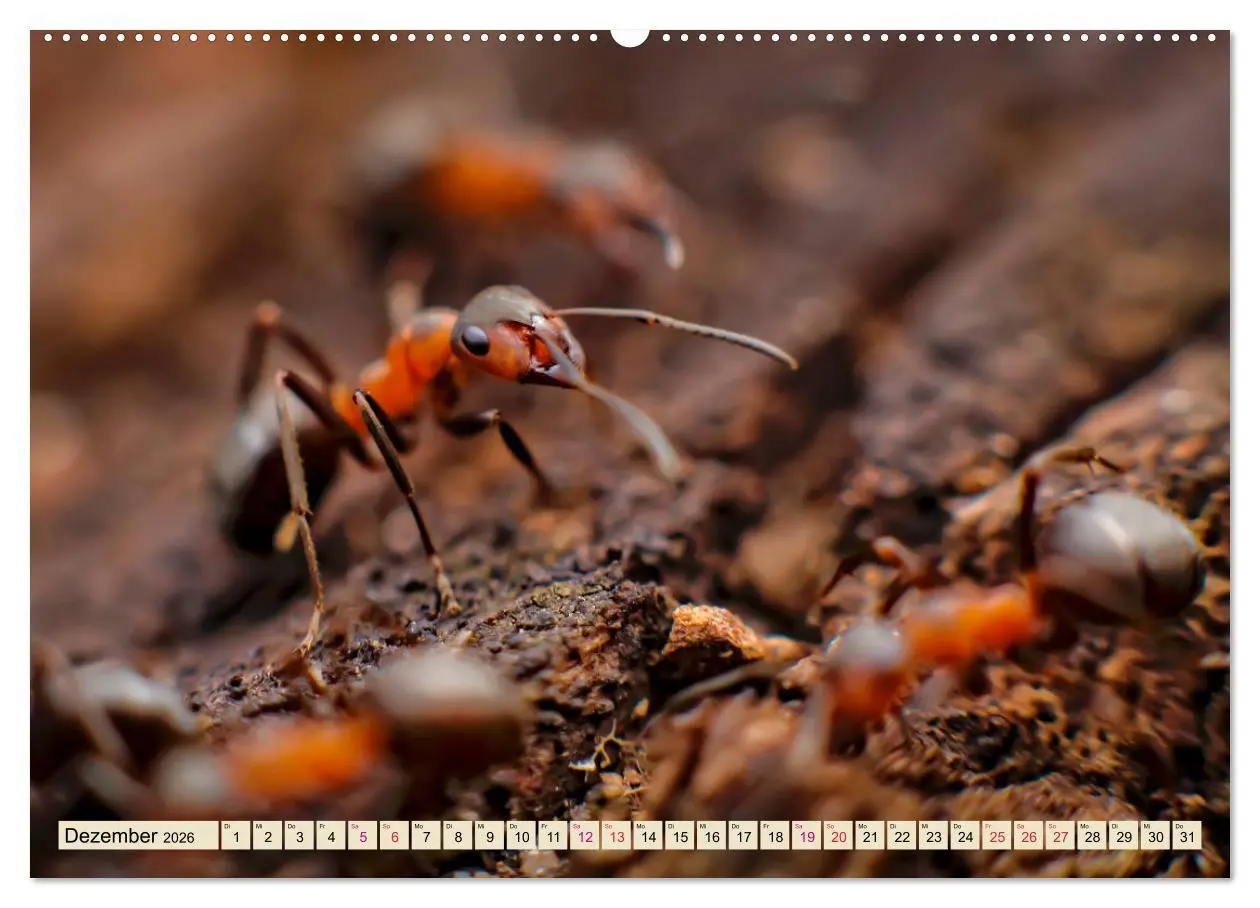 Bild: 9783457848746 | Ameisen - Ordnung im Durcheinander (Wandkalender 2026 DIN A2 quer),...