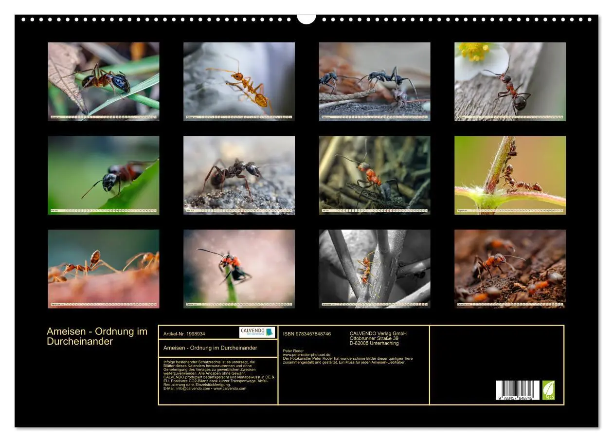 Bild: 9783457848746 | Ameisen - Ordnung im Durcheinander (Wandkalender 2026 DIN A2 quer),...