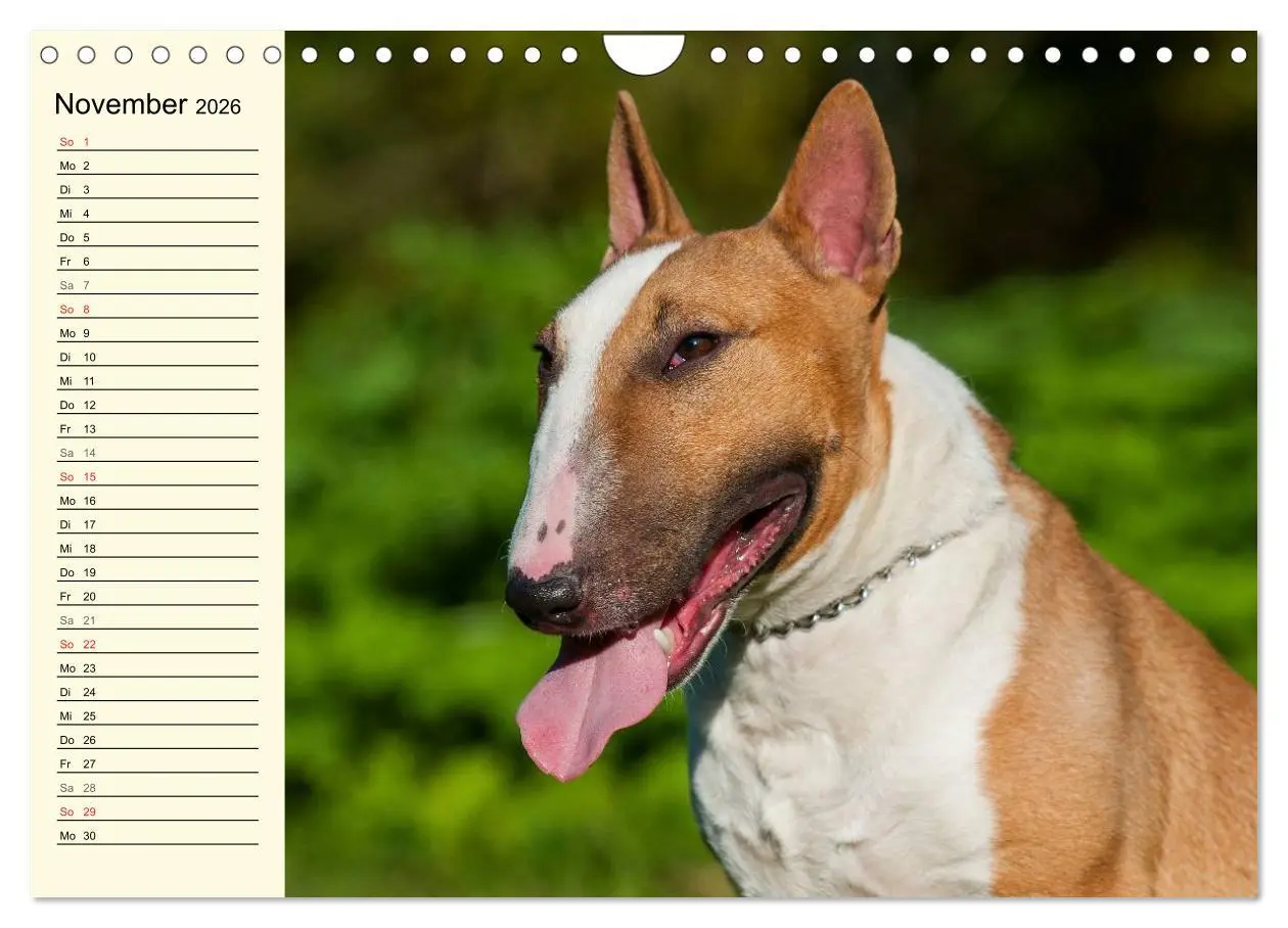 Bild: 9783516008746 | Bullterrier (Wandkalender 2026 DIN A4 quer), CALVENDO Monatskalender