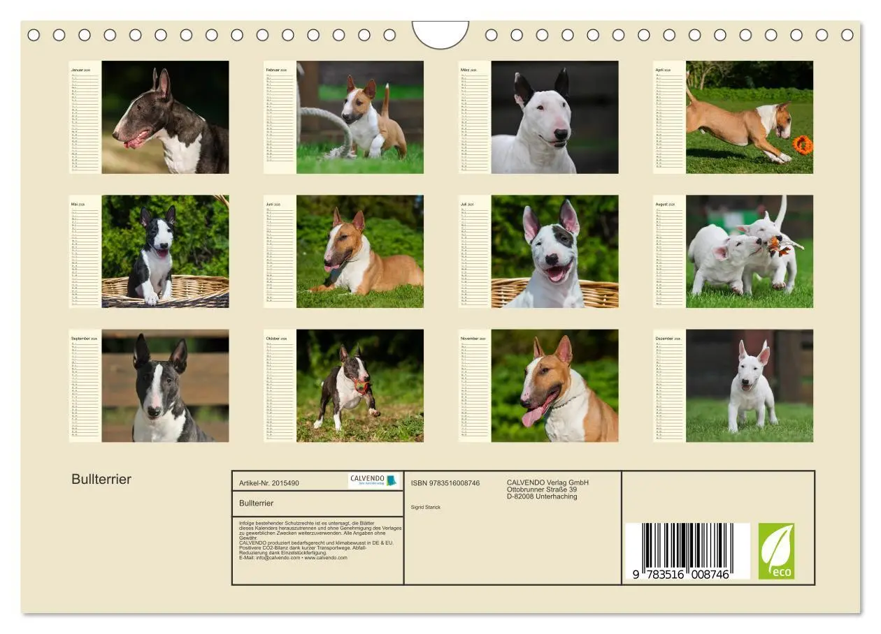Bild: 9783516008746 | Bullterrier (Wandkalender 2026 DIN A4 quer), CALVENDO Monatskalender