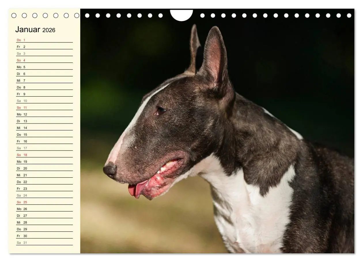 Bild: 9783516008746 | Bullterrier (Wandkalender 2026 DIN A4 quer), CALVENDO Monatskalender