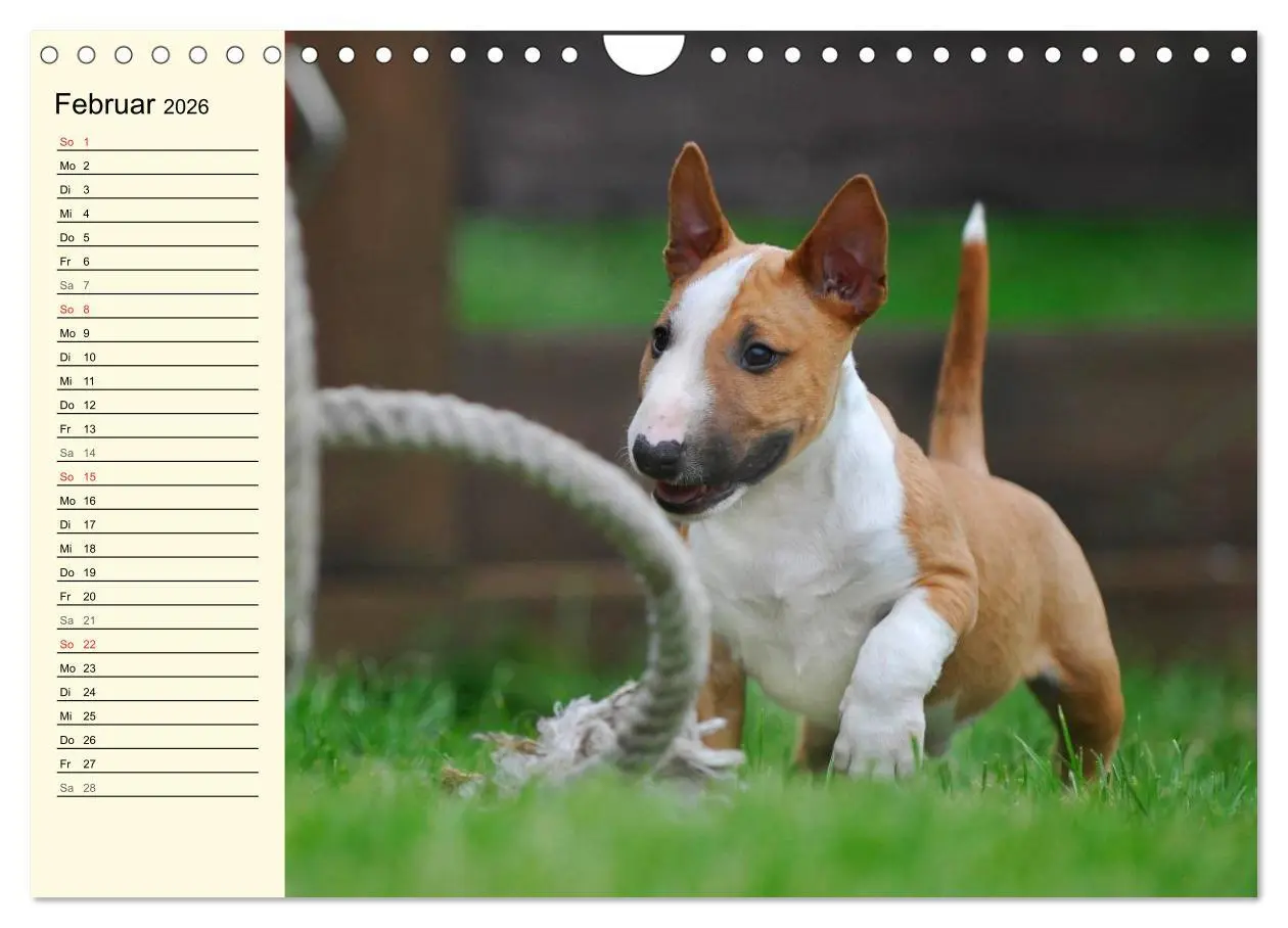 Bild: 9783516008746 | Bullterrier (Wandkalender 2026 DIN A4 quer), CALVENDO Monatskalender