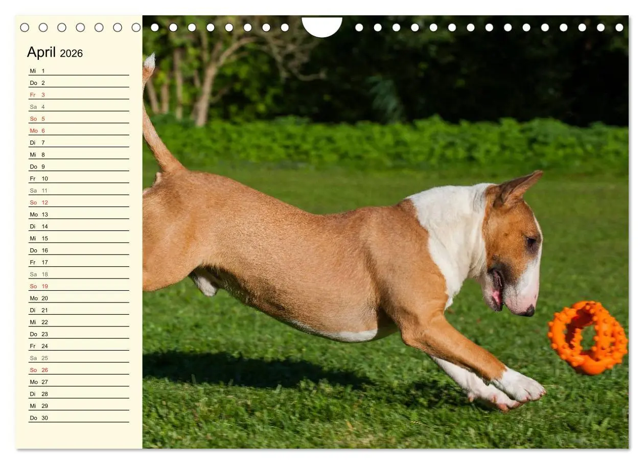 Bild: 9783516008746 | Bullterrier (Wandkalender 2026 DIN A4 quer), CALVENDO Monatskalender