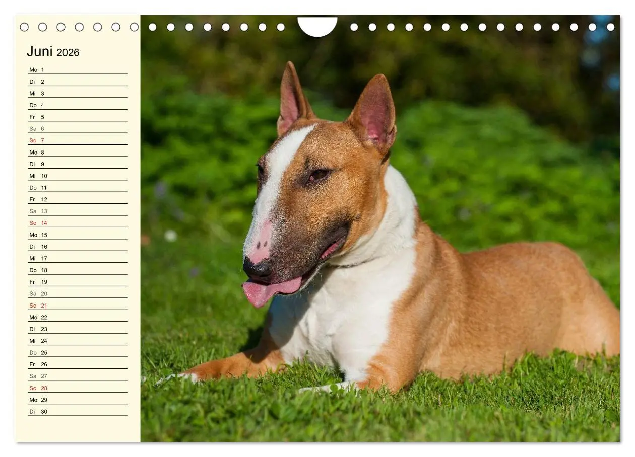 Bild: 9783516008746 | Bullterrier (Wandkalender 2026 DIN A4 quer), CALVENDO Monatskalender