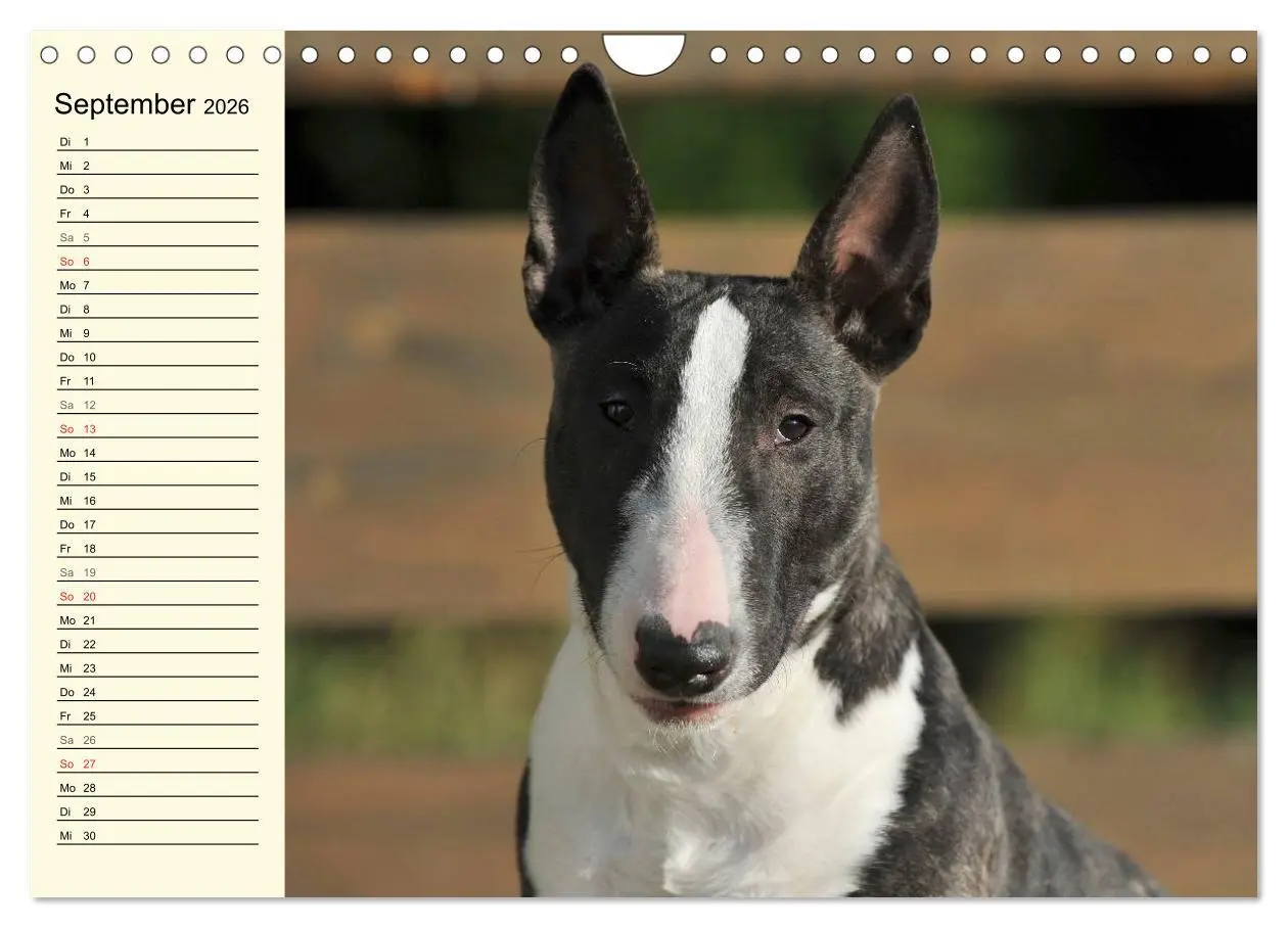 Bild: 9783516008746 | Bullterrier (Wandkalender 2026 DIN A4 quer), CALVENDO Monatskalender