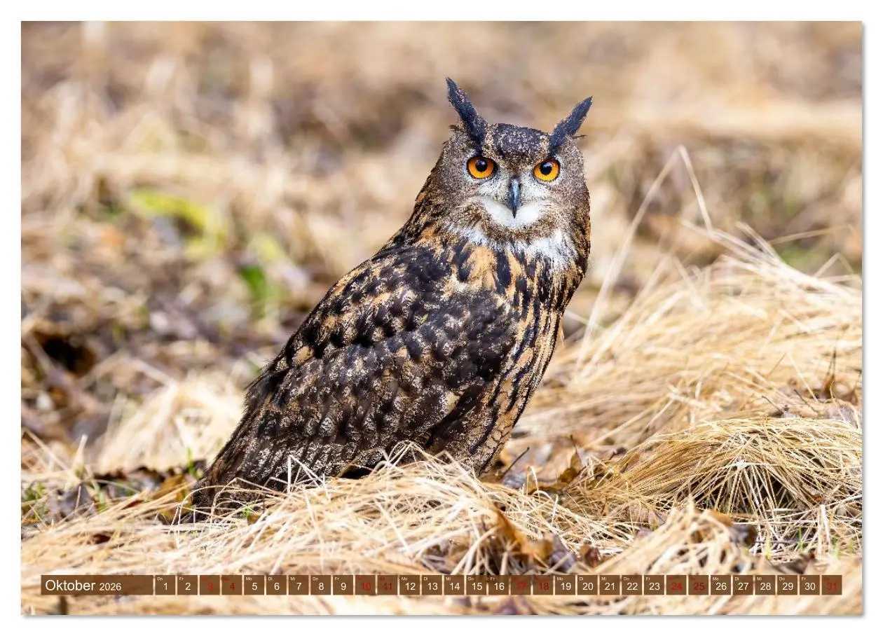 Bild: 9783516608946 | Europas Greifvögel und Eulen (Wandkalender 2026 DIN A4 quer),...