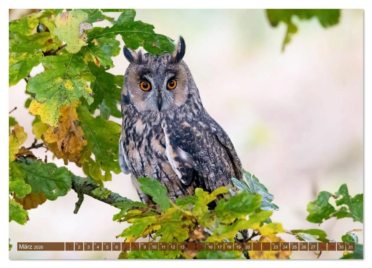 Bild: 9783516608946 | Europas Greifvögel und Eulen (Wandkalender 2026 DIN A4 quer),...