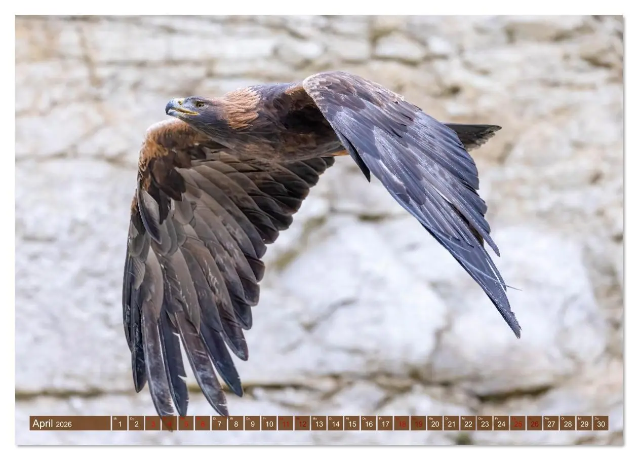 Bild: 9783516608946 | Europas Greifvögel und Eulen (Wandkalender 2026 DIN A4 quer),...