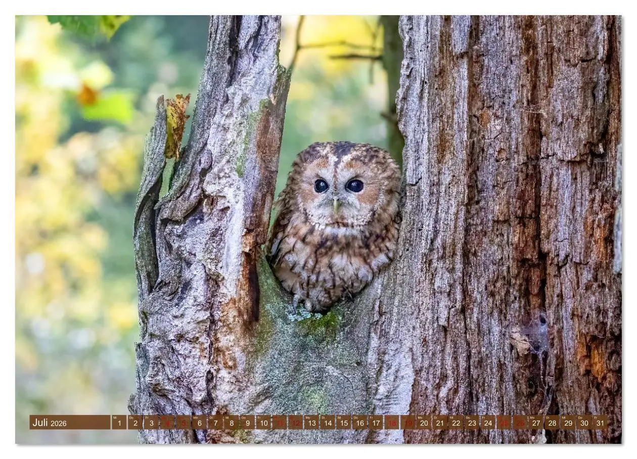 Bild: 9783516608946 | Europas Greifvögel und Eulen (Wandkalender 2026 DIN A4 quer),...