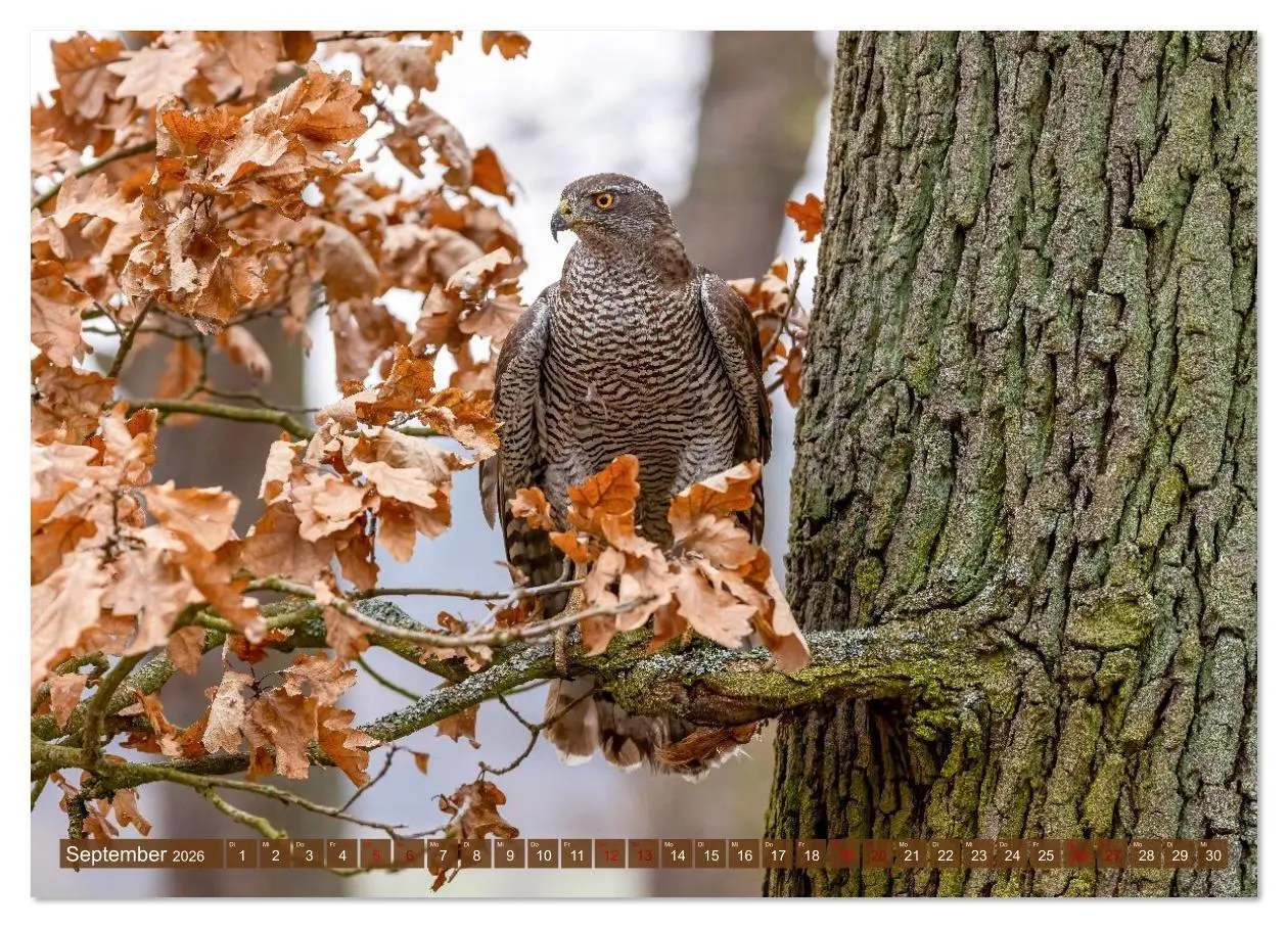 Bild: 9783516608946 | Europas Greifvögel und Eulen (Wandkalender 2026 DIN A4 quer),...
