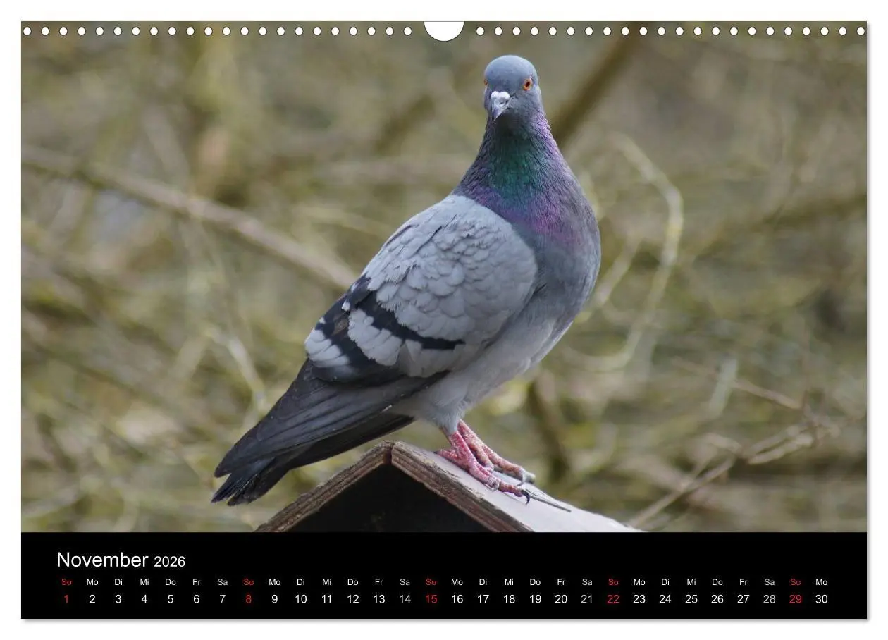 Bild: 9783516199246 | Tauben in der Stadt (Wandkalender 2026 DIN A3 quer), CALVENDO...