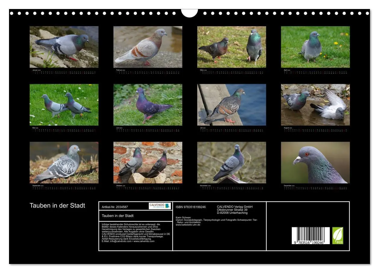 Bild: 9783516199246 | Tauben in der Stadt (Wandkalender 2026 DIN A3 quer), CALVENDO...