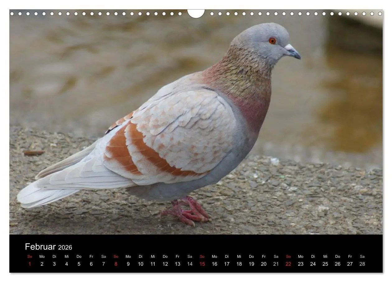 Bild: 9783516199246 | Tauben in der Stadt (Wandkalender 2026 DIN A3 quer), CALVENDO...