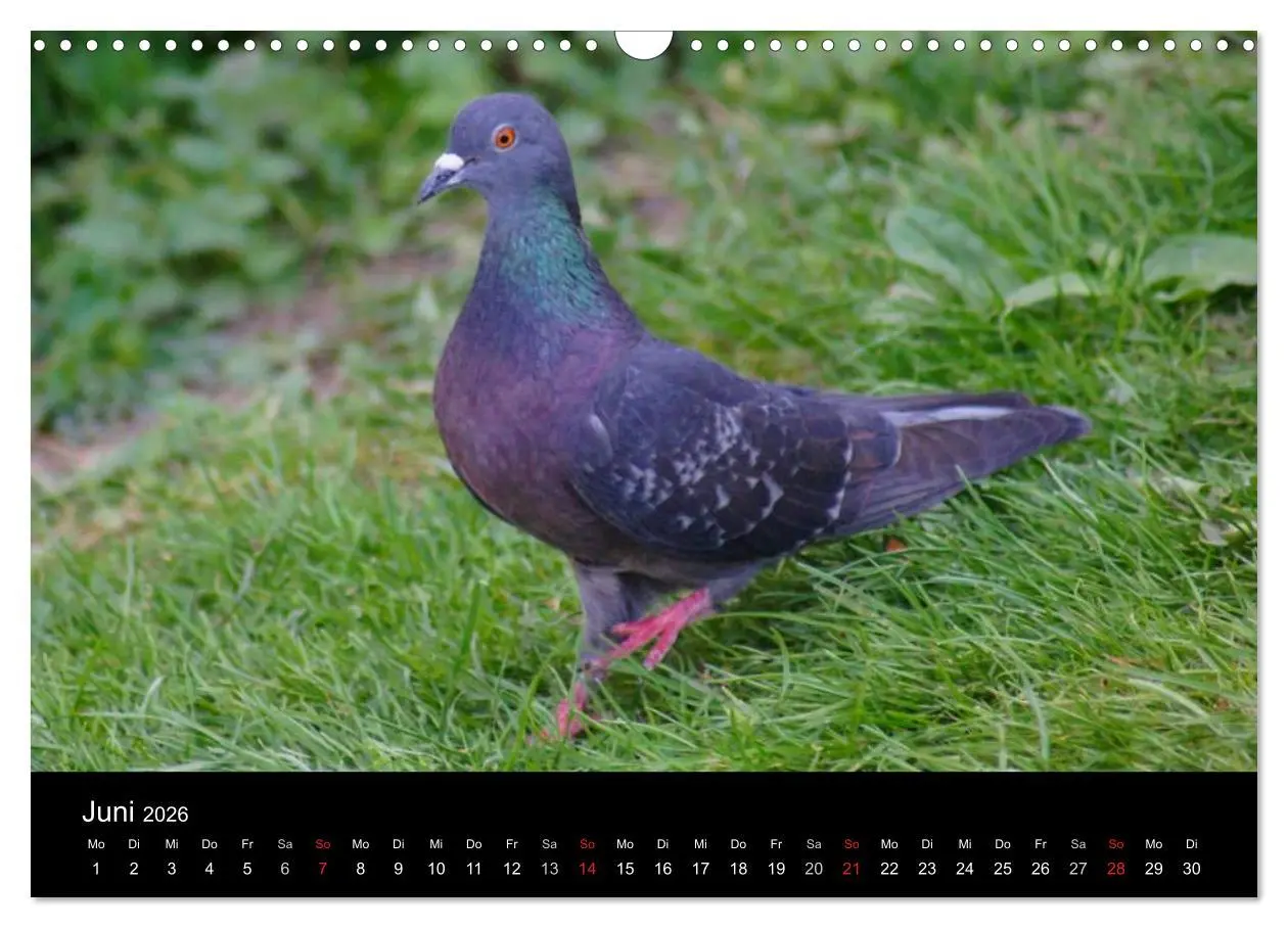 Bild: 9783516199246 | Tauben in der Stadt (Wandkalender 2026 DIN A3 quer), CALVENDO...