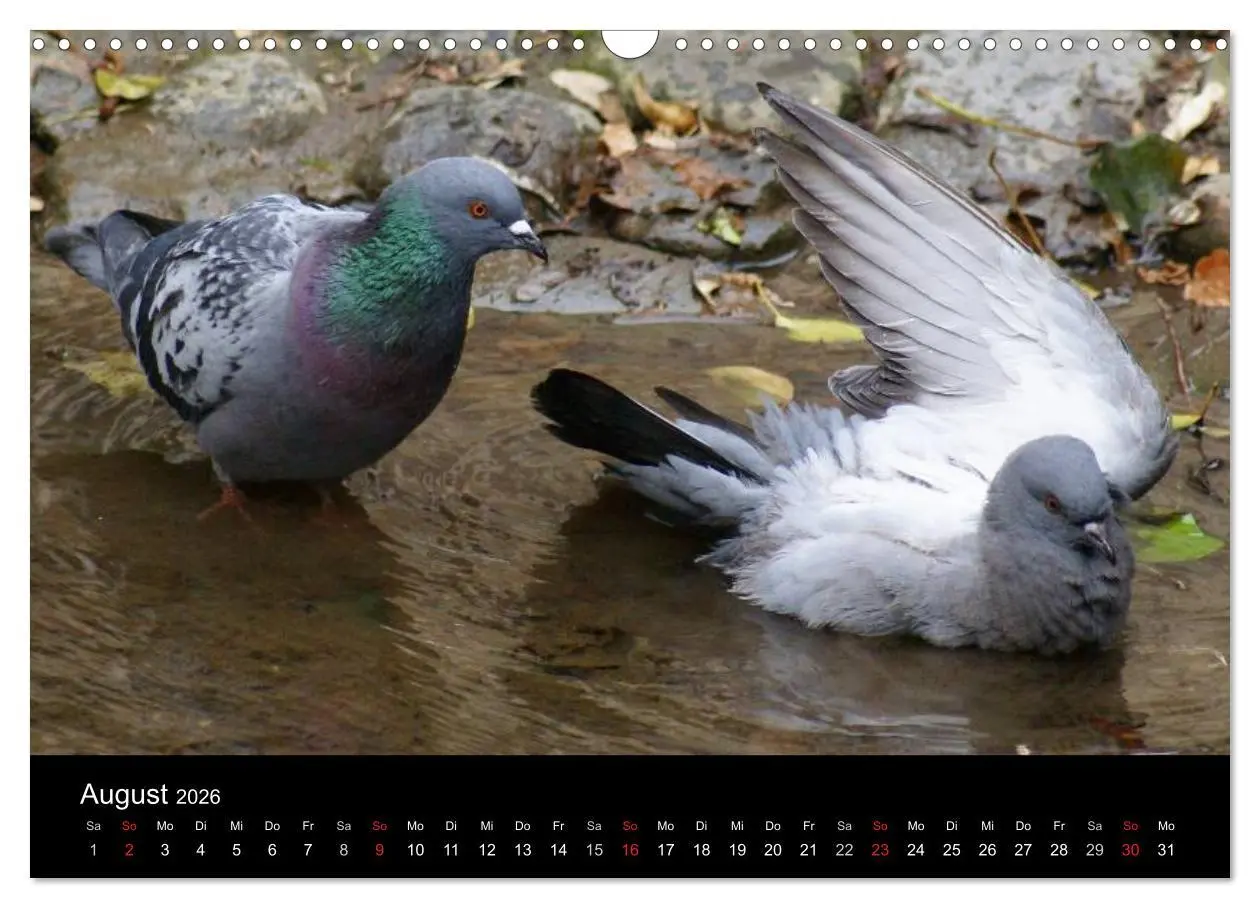 Bild: 9783516199246 | Tauben in der Stadt (Wandkalender 2026 DIN A3 quer), CALVENDO...