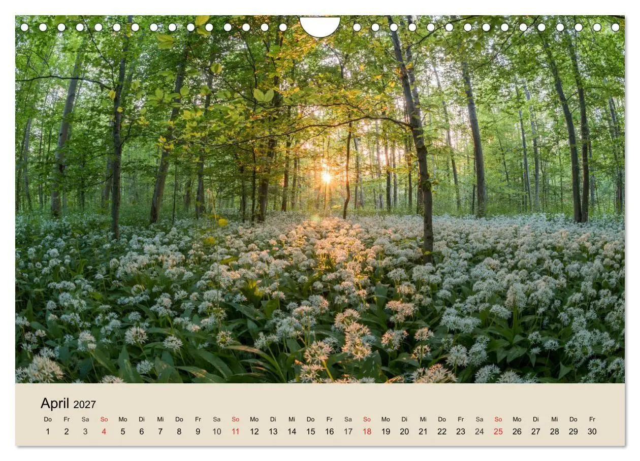 Bild: 9783569739246 | Der Wald. Durch zauberhafte Waldlandschaften (Wandkalender 2027 DIN...