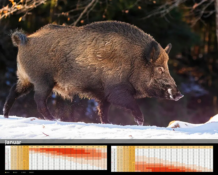 Bild: 9783966649346 | Sauen Kalender 2026 Jagd-Kalender im XXL-Format | Kalender | 14 S.
