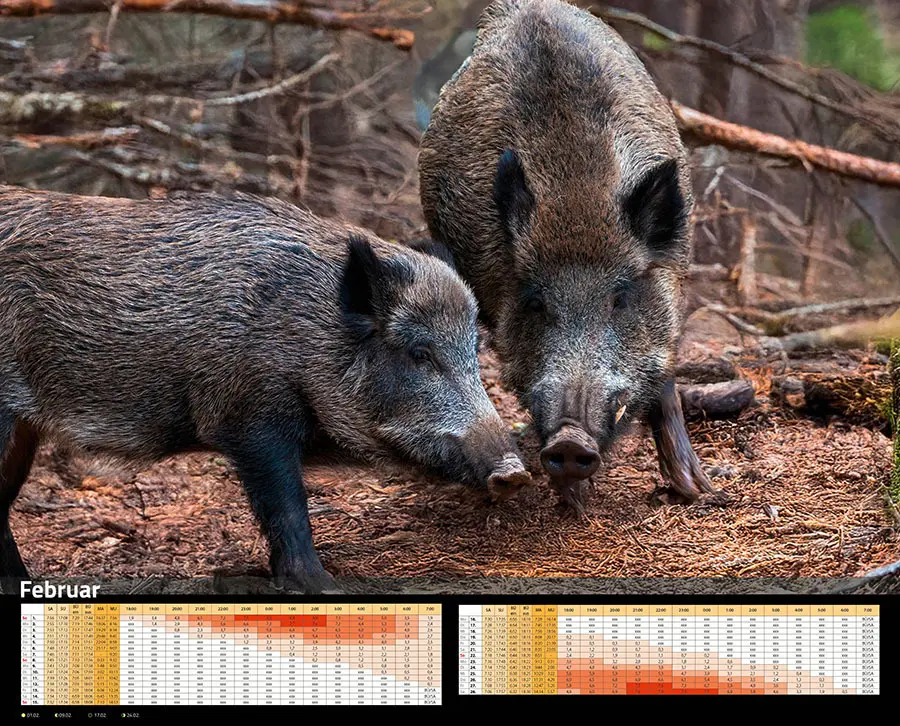 Bild: 9783966649346 | Sauen Kalender 2026 Jagd-Kalender im XXL-Format | Kalender | 14 S.