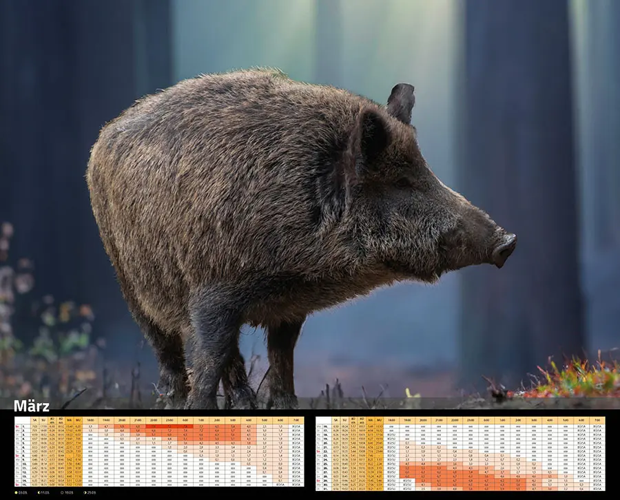Bild: 9783966649346 | Sauen Kalender 2026 Jagd-Kalender im XXL-Format | Kalender | 14 S.