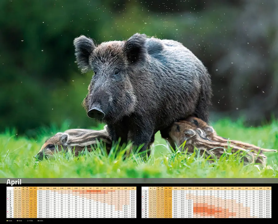 Bild: 9783966649346 | Sauen Kalender 2026 Jagd-Kalender im XXL-Format | Kalender | 14 S.