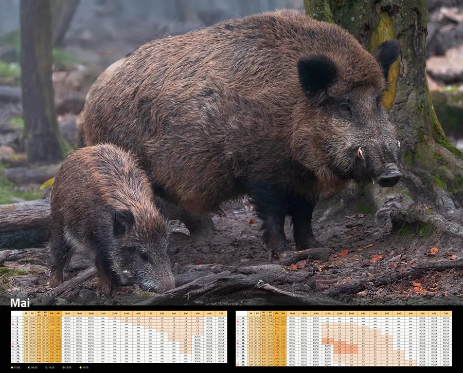 Bild: 9783966649346 | Sauen Kalender 2026 Jagd-Kalender im XXL-Format | Kalender | 14 S.