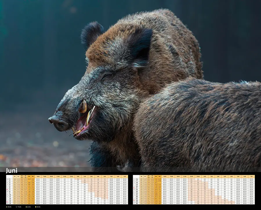 Bild: 9783966649346 | Sauen Kalender 2026 Jagd-Kalender im XXL-Format | Kalender | 14 S.