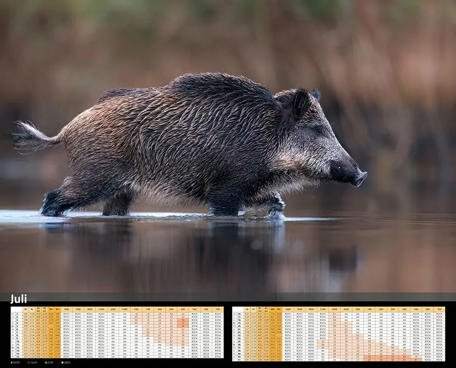 Bild: 9783966649346 | Sauen Kalender 2026 Jagd-Kalender im XXL-Format | Kalender | 14 S.