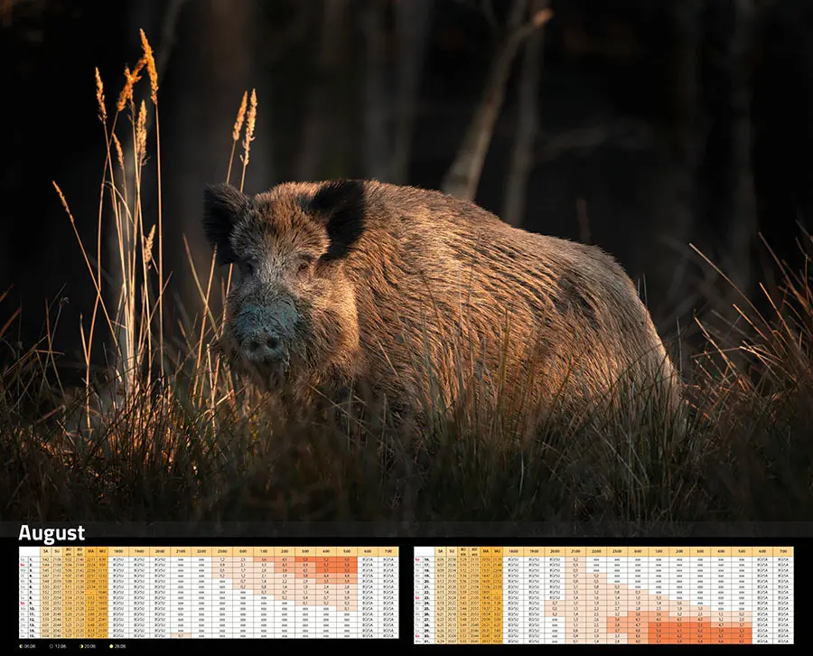 Bild: 9783966649346 | Sauen Kalender 2026 Jagd-Kalender im XXL-Format | Kalender | 14 S.