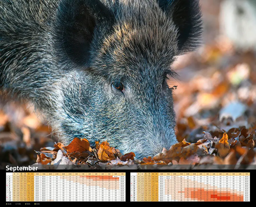 Bild: 9783966649346 | Sauen Kalender 2026 Jagd-Kalender im XXL-Format | Kalender | 14 S.