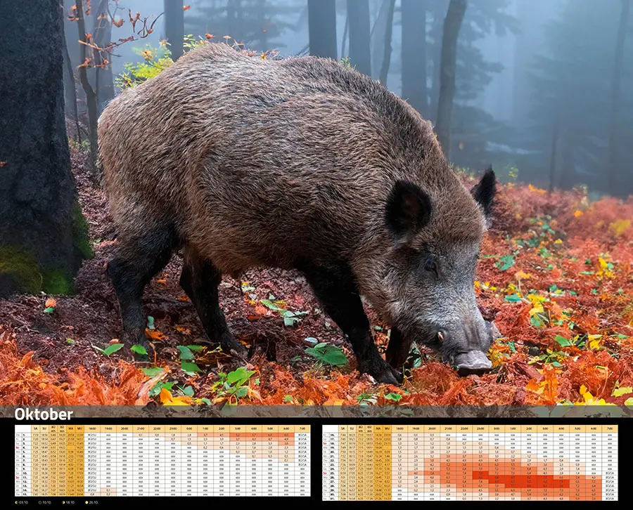 Bild: 9783966649346 | Sauen Kalender 2026 Jagd-Kalender im XXL-Format | Kalender | 14 S.