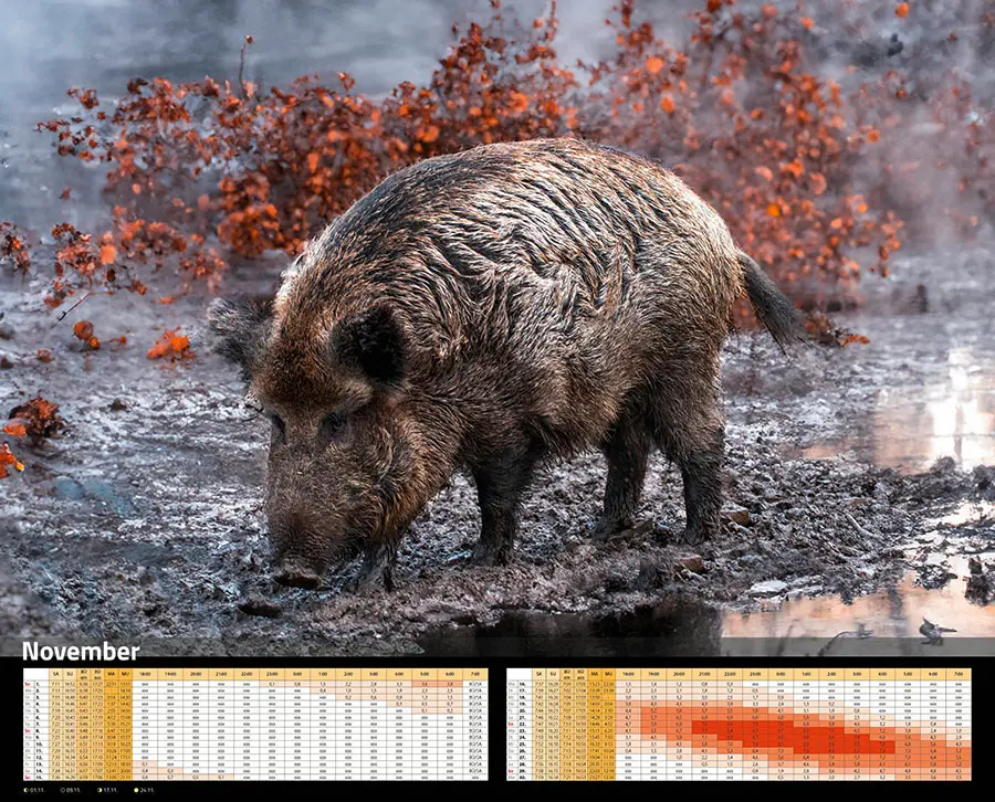 Bild: 9783966649346 | Sauen Kalender 2026 Jagd-Kalender im XXL-Format | Kalender | 14 S.