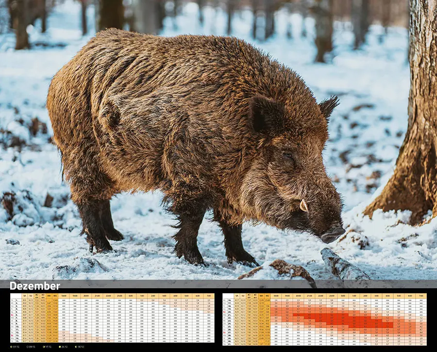 Bild: 9783966649346 | Sauen Kalender 2026 Jagd-Kalender im XXL-Format | Kalender | 14 S.
