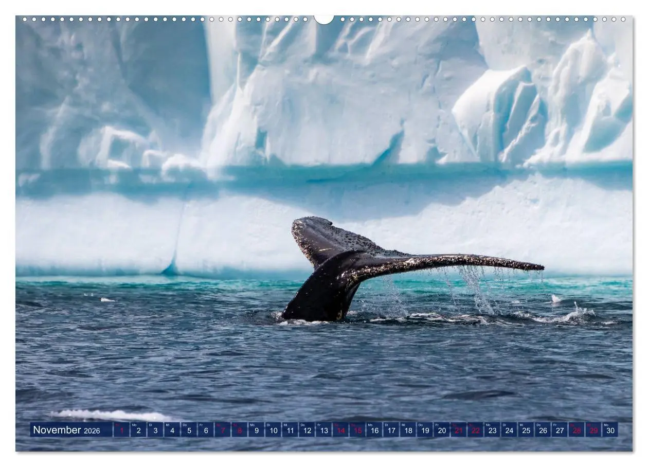 Bild: 9783457919446 | Antarktis Gletscher, Robben, Pinguine (Wandkalender 2026 DIN A2...