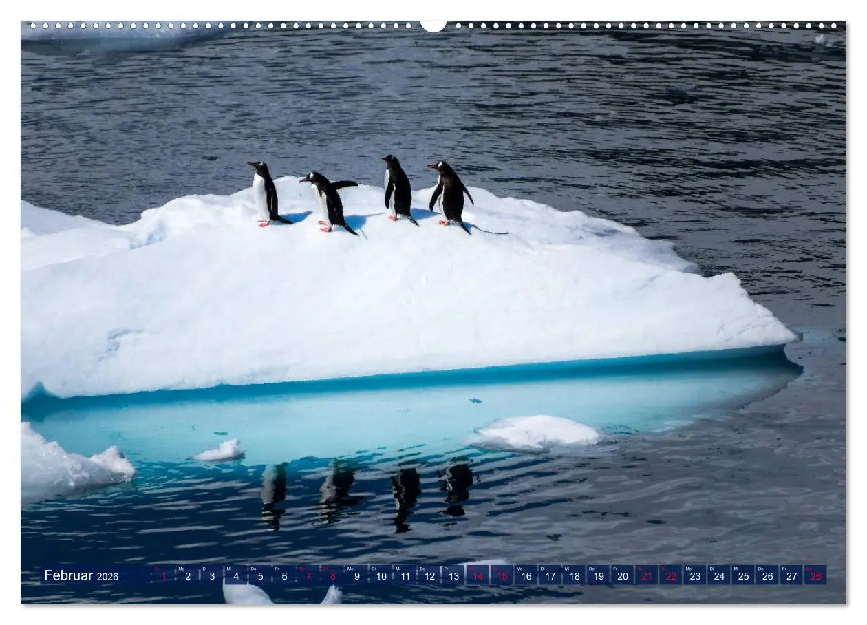 Bild: 9783457919446 | Antarktis Gletscher, Robben, Pinguine (Wandkalender 2026 DIN A2...