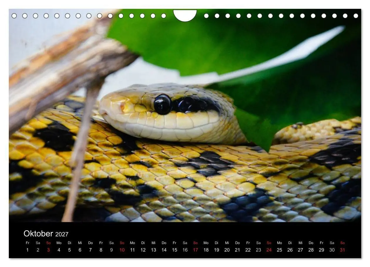 Bild: 9783594159446 | Schlangen (Wandkalender 2027 DIN A4 quer), CALVENDO Monatskalender