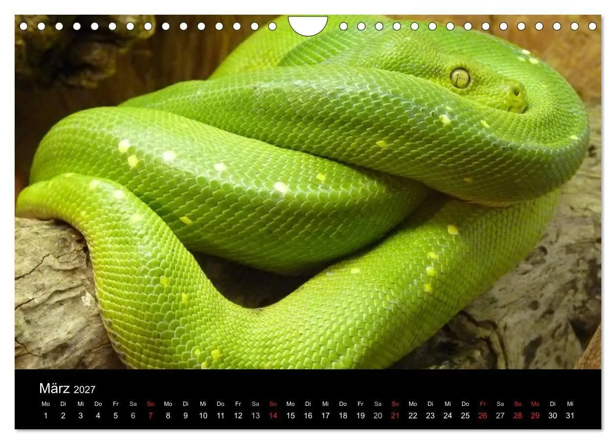 Bild: 9783594159446 | Schlangen (Wandkalender 2027 DIN A4 quer), CALVENDO Monatskalender