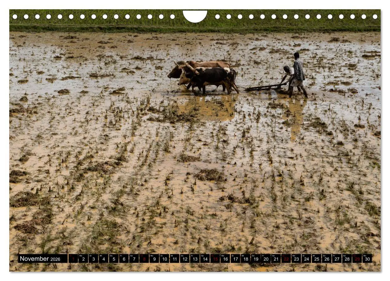 Bild: 9783457839546 | Madagaskar - Impressionen von Rolf Dietz (Wandkalender 2026 DIN A4...