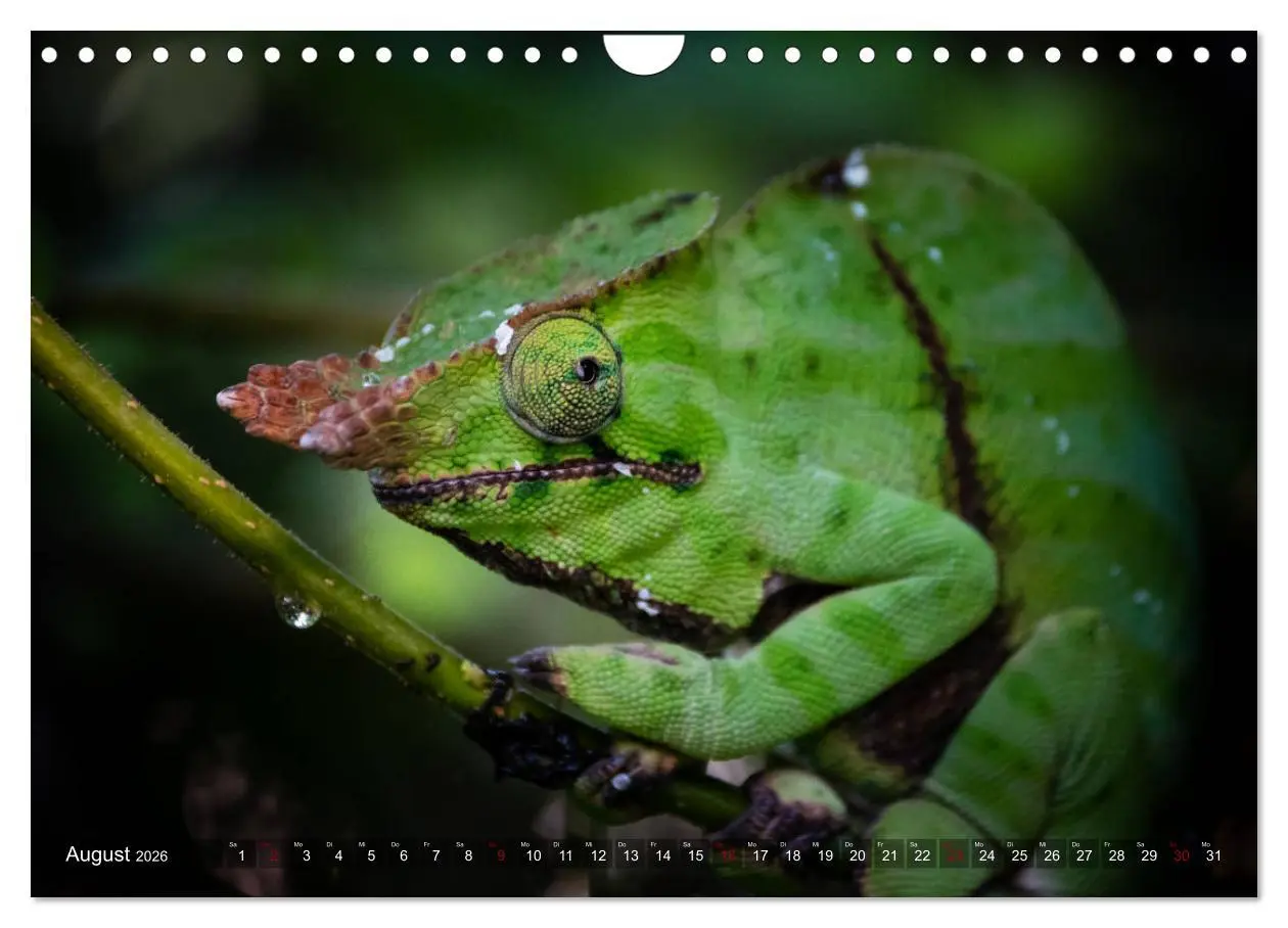 Bild: 9783457839546 | Madagaskar - Impressionen von Rolf Dietz (Wandkalender 2026 DIN A4...