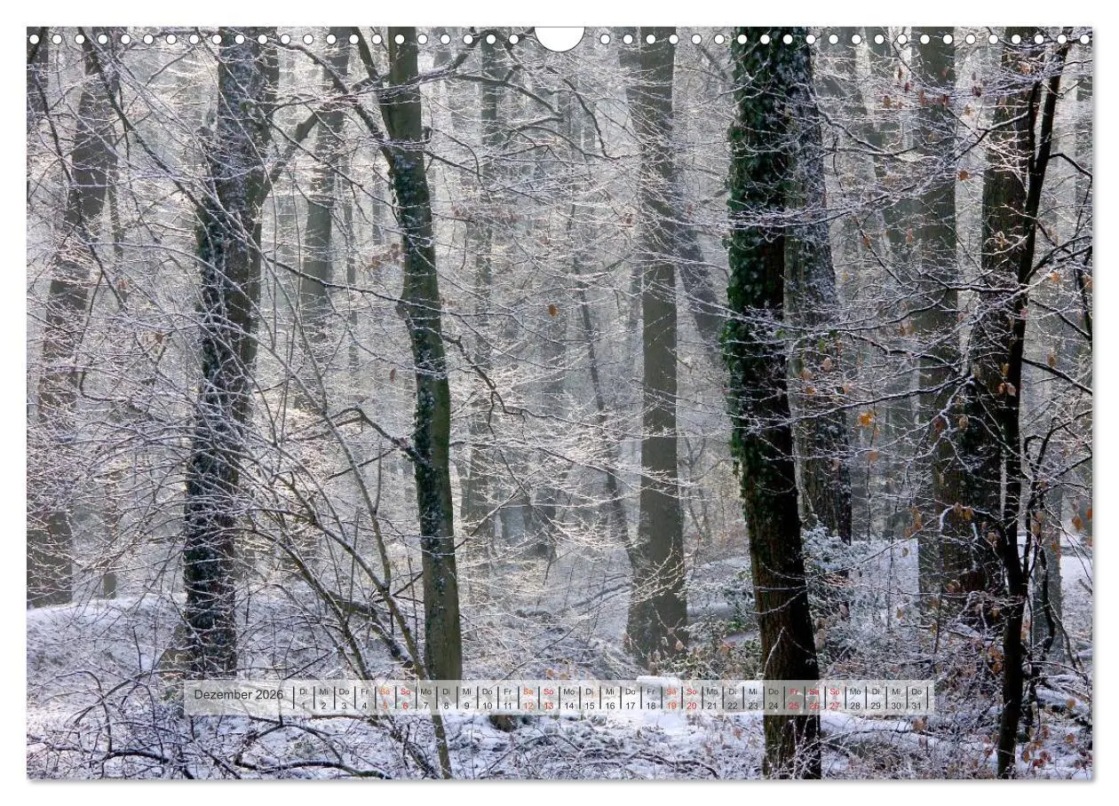 Bild: 9783457909546 | Wald im Bergischen Land 2026 (Wandkalender 2026 DIN A3 quer),...