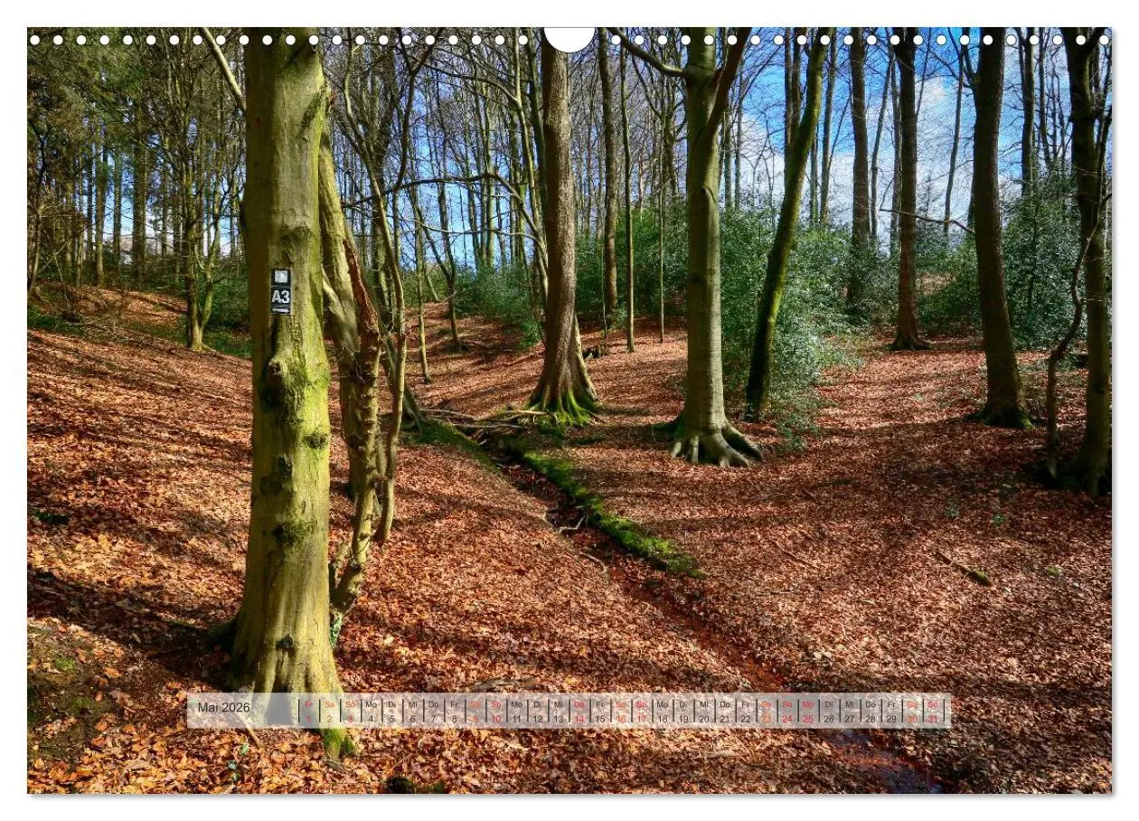 Bild: 9783457909546 | Wald im Bergischen Land 2026 (Wandkalender 2026 DIN A3 quer),...