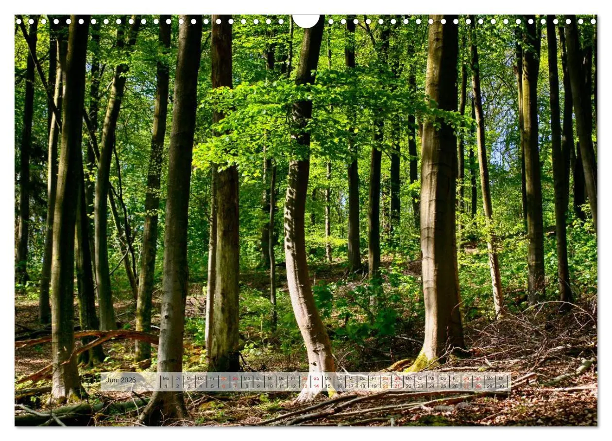 Bild: 9783457909546 | Wald im Bergischen Land 2026 (Wandkalender 2026 DIN A3 quer),...