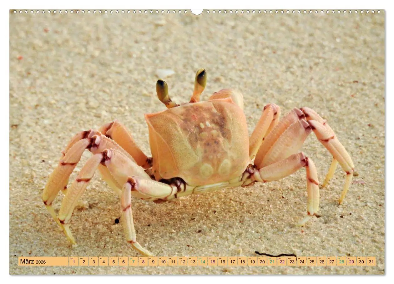 Bild: 9783457519646 | DIANI BEACH Strand Impressionen Kenia (Wandkalender 2026 DIN A2...