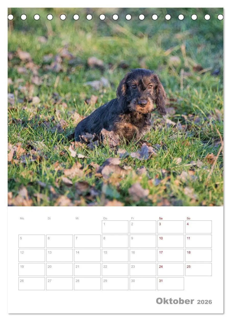 Bild: 9783516399646 | Dackelportraits (Tischkalender 2026 DIN A5 hoch), CALVENDO...
