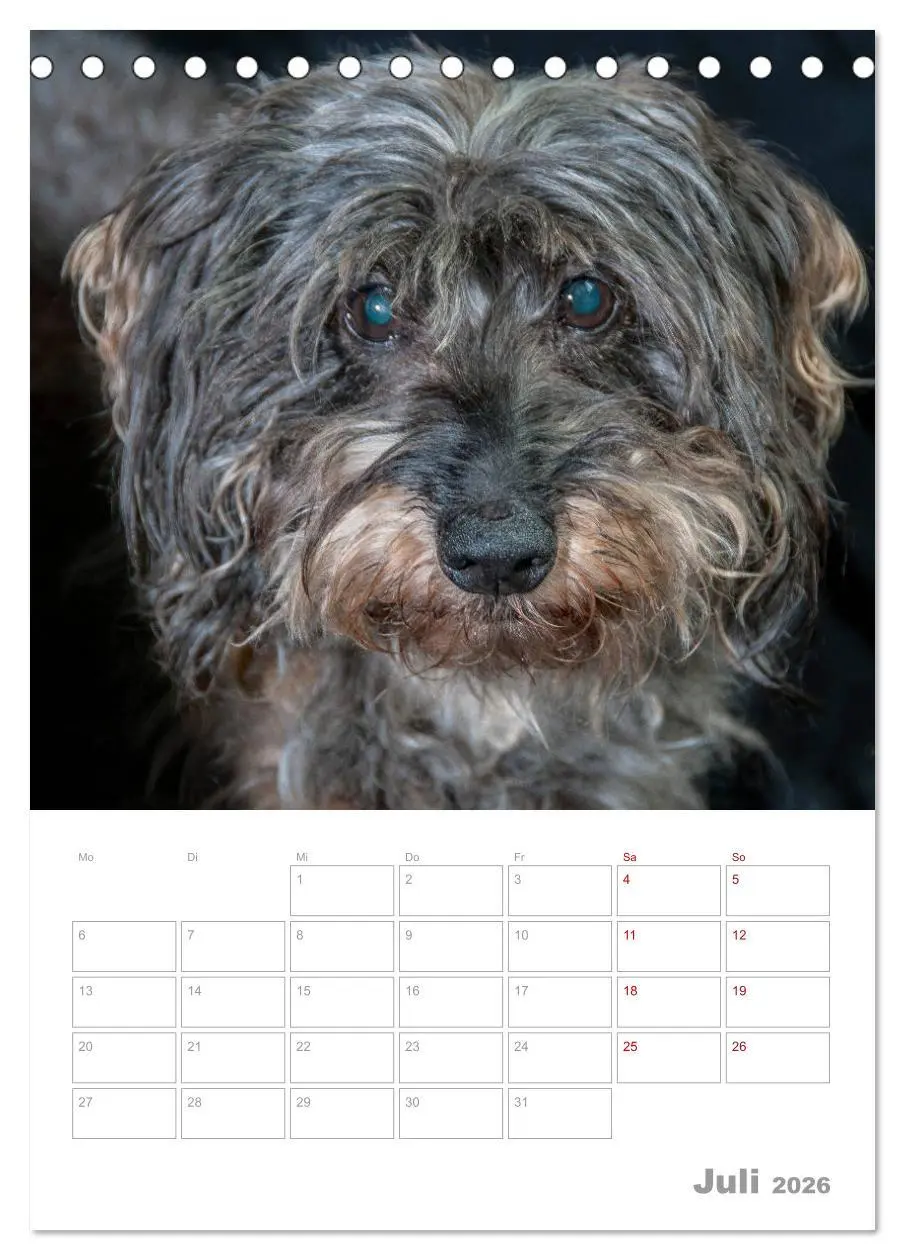 Bild: 9783516399646 | Dackelportraits (Tischkalender 2026 DIN A5 hoch), CALVENDO...