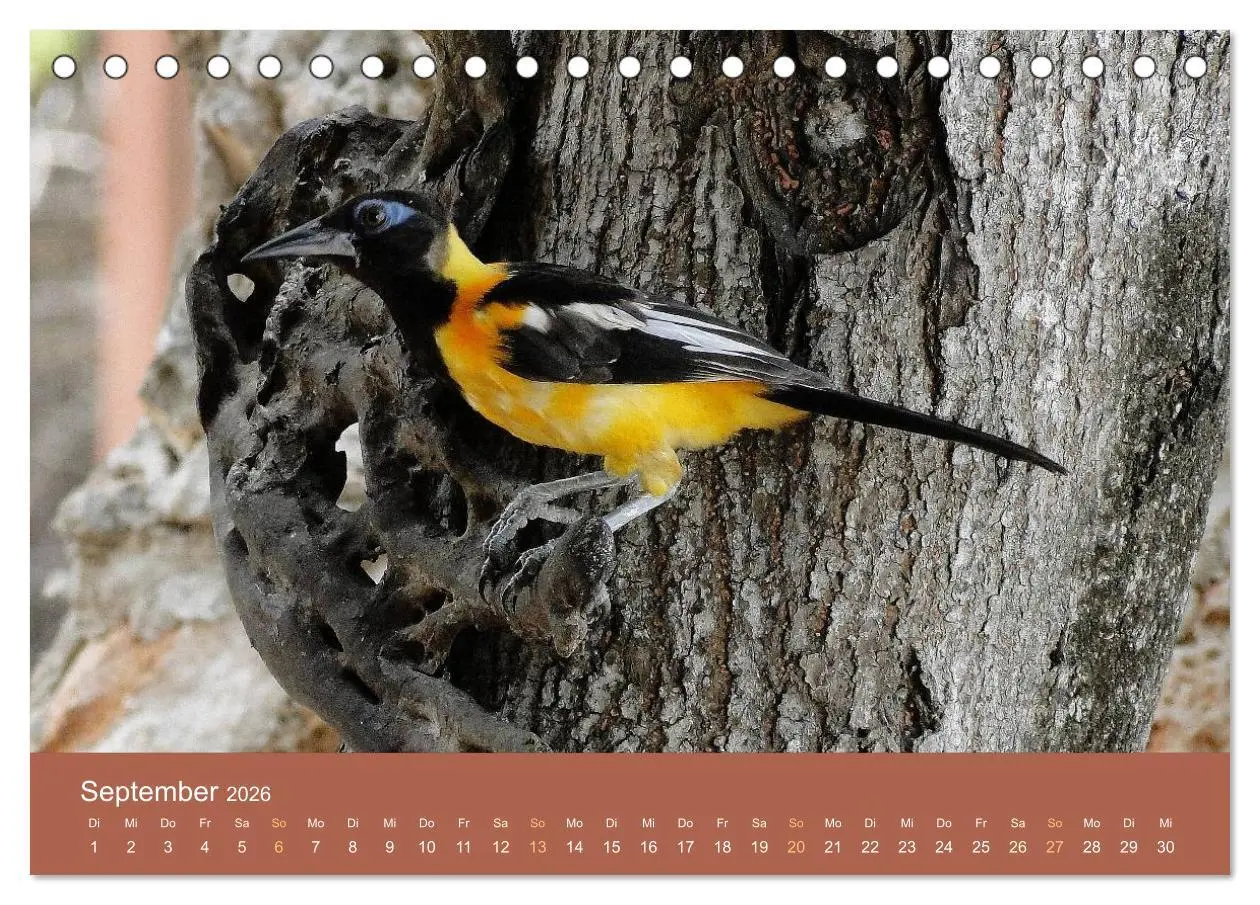 Bild: 9783516209846 | ABC: Aruba - Bonaire - Curaçao (Tischkalender 2026 DIN A5 quer),...