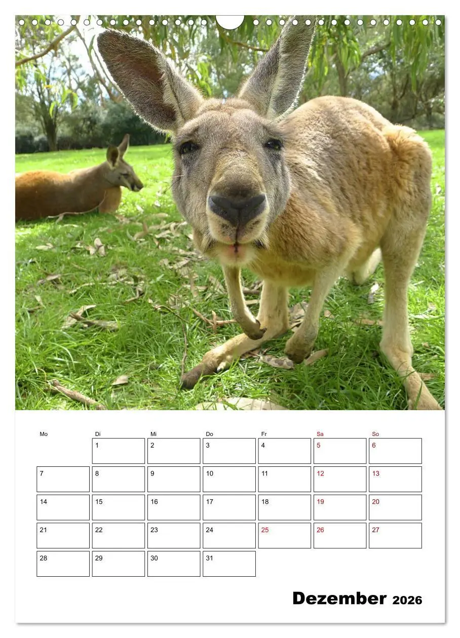 Bild: 9783516369946 | Australiens faszinierende Tierwelt (Wandkalender 2026 DIN A3 hoch),...