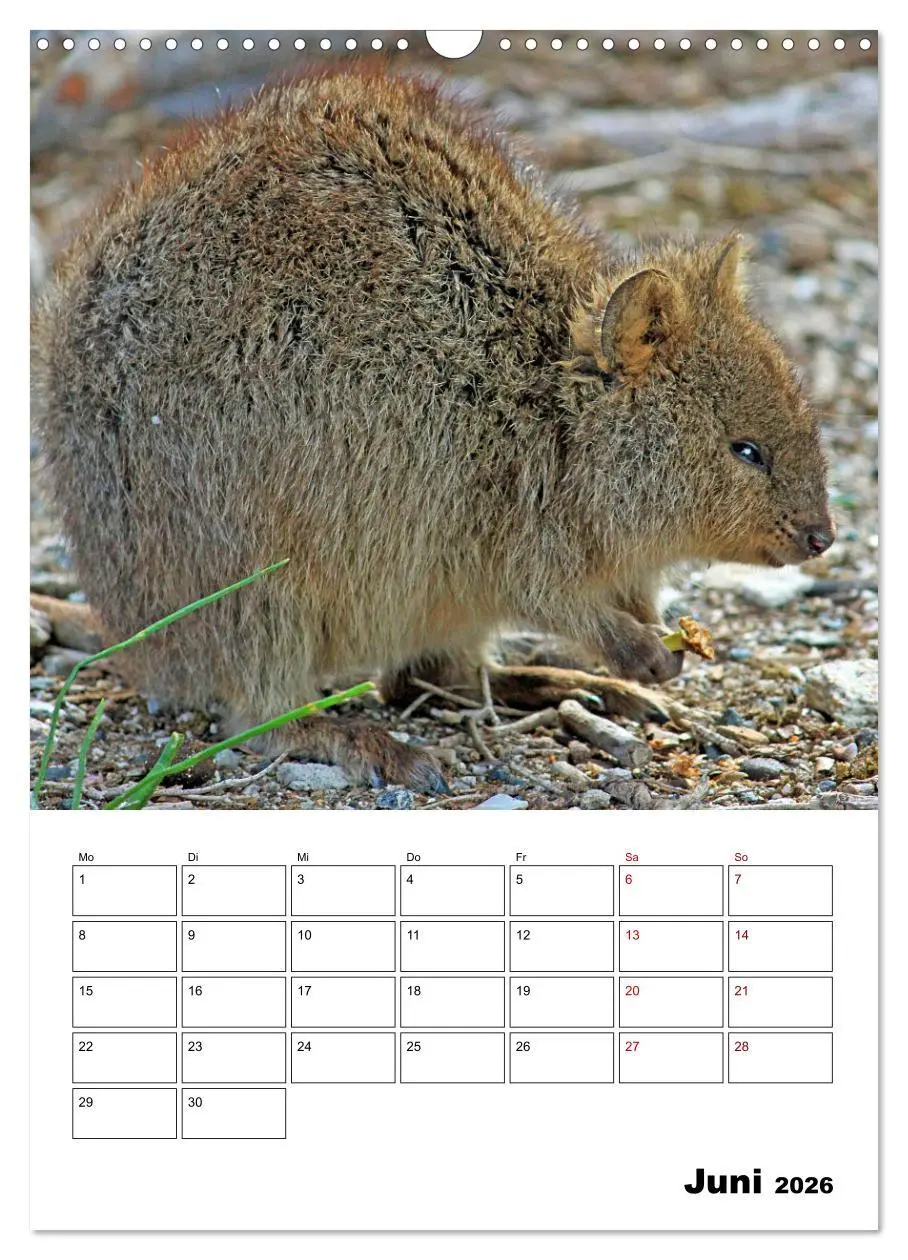 Bild: 9783516369946 | Australiens faszinierende Tierwelt (Wandkalender 2026 DIN A3 hoch),...