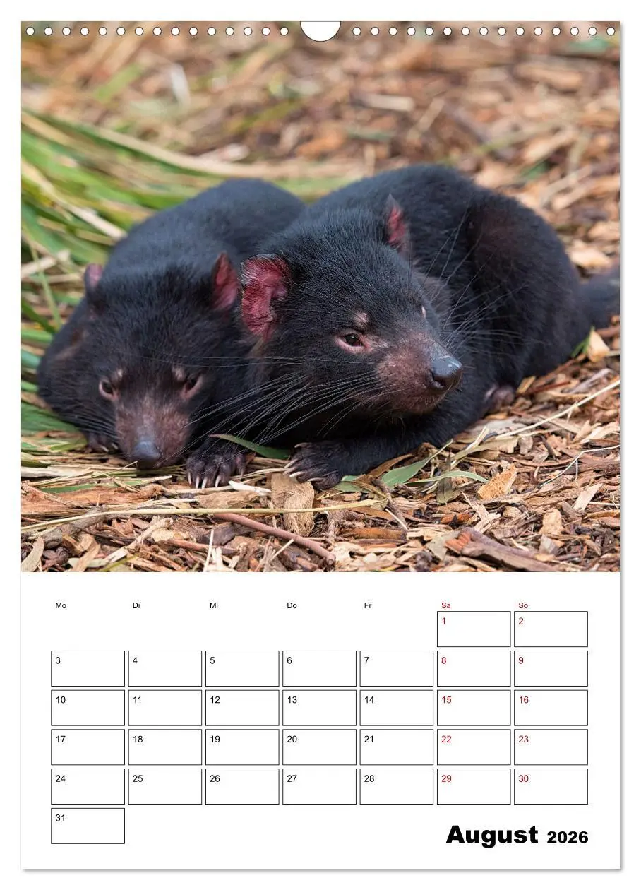 Bild: 9783516369946 | Australiens faszinierende Tierwelt (Wandkalender 2026 DIN A3 hoch),...