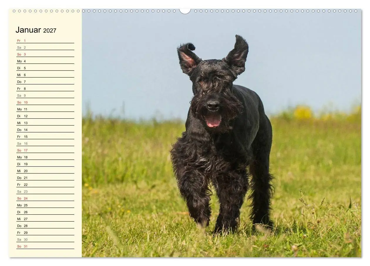 Bild: 9783569950047 | Treuer Freund Riesenschnauzer (hochwertiger Premium Wandkalender...